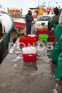 Fresh fish packed in crates with ice on top offloaded from fishing boat Stock Photos