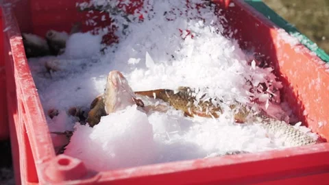 Fresh fish packed in ice in a red crate. Ready for sale at market. Stock Footage 322121375