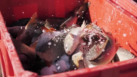 Fresh fish packed in ice in a red crate Stock Footage 322121858
