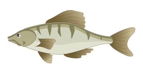 Fresh fish perch on white background - Vector Stock Illustration