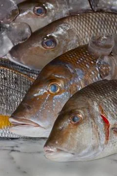 Fresh fish Stock Photos