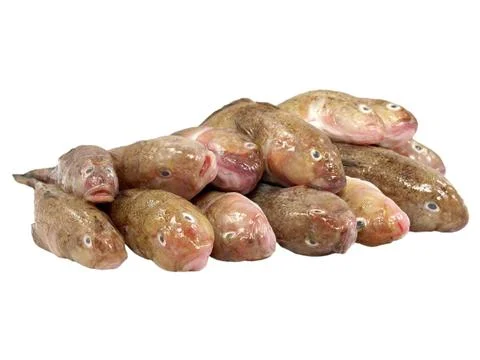 Fresh fish. Stock Photos
