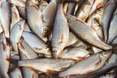 Fresh fish Stock-Fotos