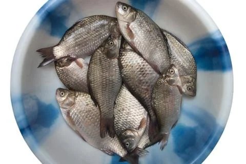 Fresh fish 스톡 사진