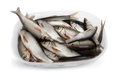 Fresh fish 스톡 사진