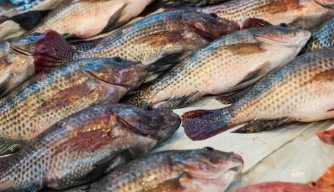 Fresh fish Stock Photos