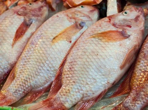 Fresh fish Stock Photos