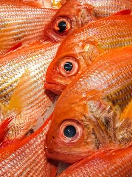 Fresh fish Stock Photos