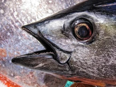 Fresh fish Stock Photos