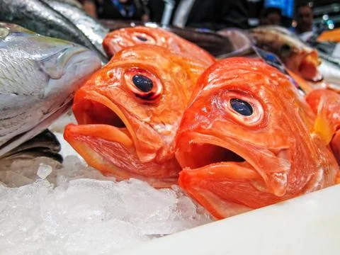 Fresh fish Foto stock