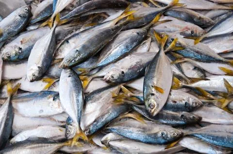 Fresh fish Stock Photos