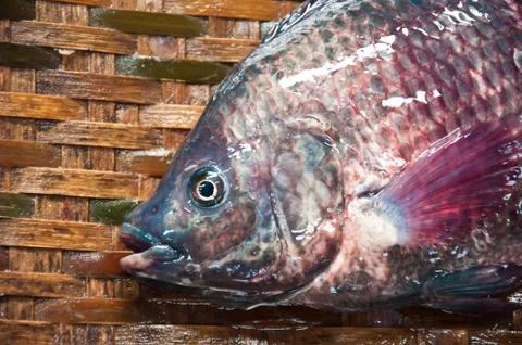 Fresh fish Stock Photos