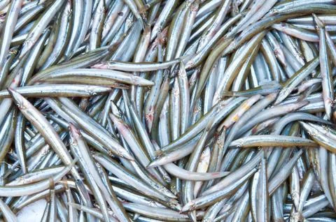 Fresh fish Stock Photos