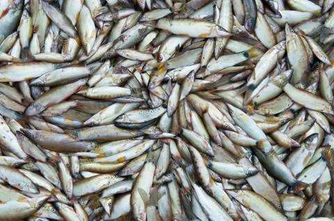 Fresh fish Stock Photos