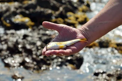 Fresh fish 스톡 사진