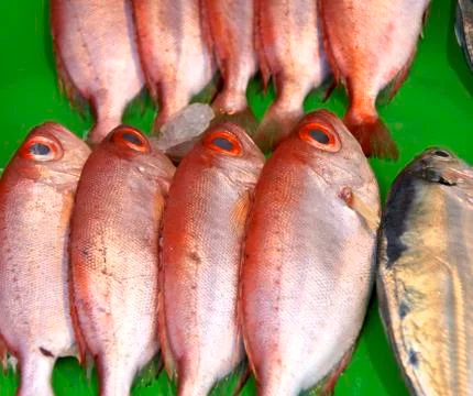 Fresh fish Stock Photos