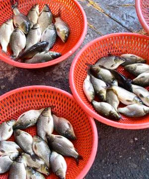 Fresh fish Stock Photos