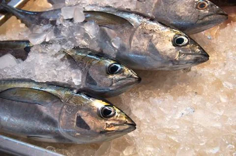 Fresh fish Stock Photos