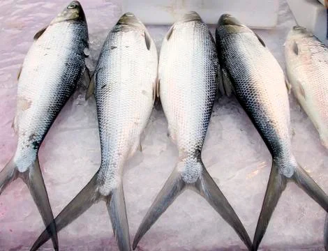 Fresh fish Foto stock