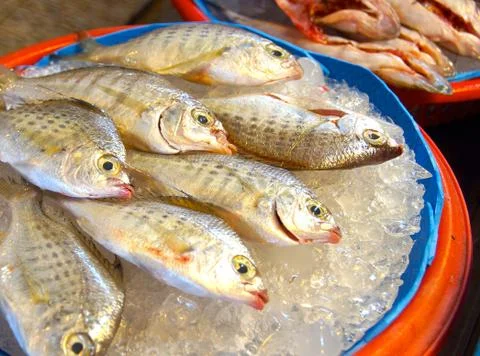 Fresh fish Stock Photos