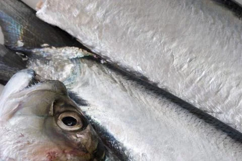Fresh fish Stock Photos