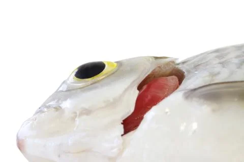 Fresh fish Stock Photos
