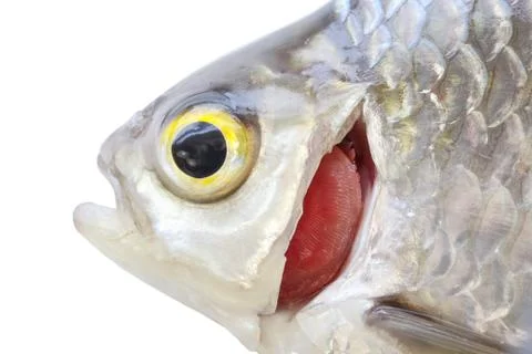 Fresh fish Stock Photos