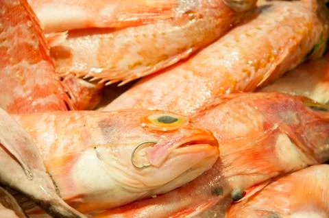 Fresh fish 写真素材