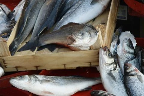 Fresh fish Stock-Fotos