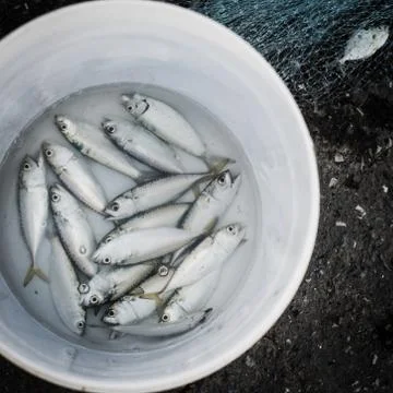 Fresh fish Stock Photos