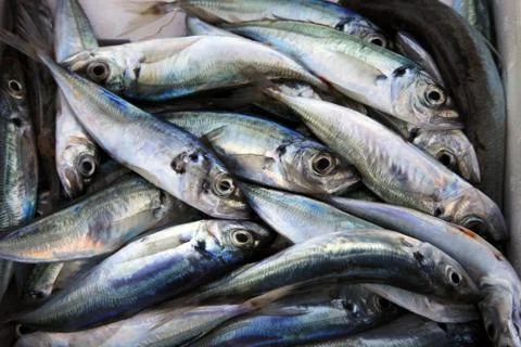 Fresh fish Stock Photos