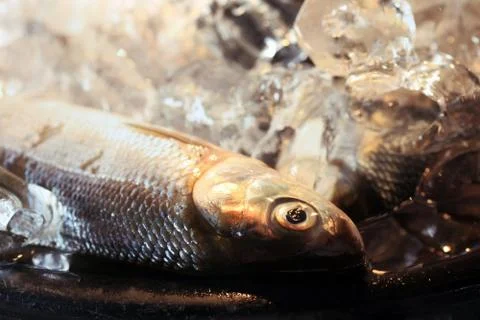 Fresh fish Stock Photos