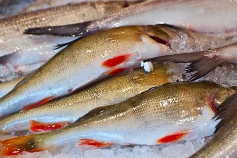 Fresh fish. Stock Photos