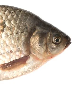 Fresh fish Stock Photos
