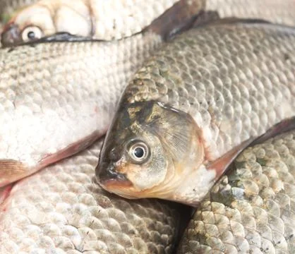 Fresh fish Stock Photos