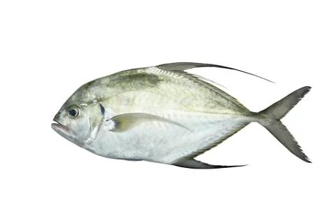 Fresh fish Stock Photos