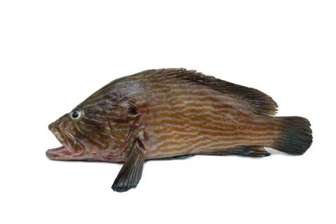 Fresh fish Stock Photos