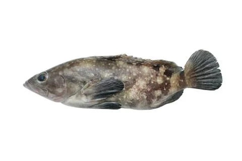 Fresh fish Stock Photos
