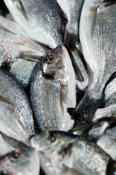 Fresh fish Foto stock