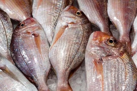 Fresh fish Stock Photos