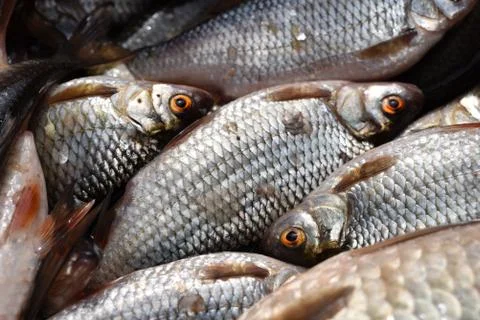 Fresh fish Stock Photos