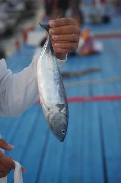 Fresh fish Stock Photos