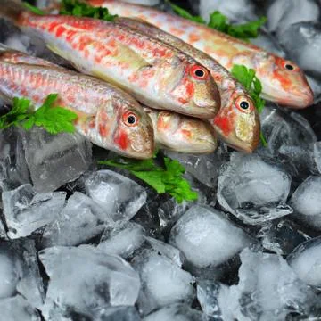 Fresh fish Stock Photos