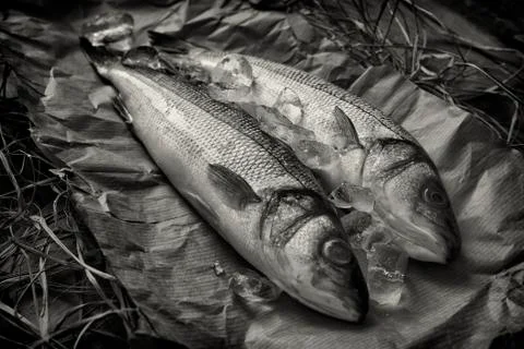 Fresh fish Stock Photos