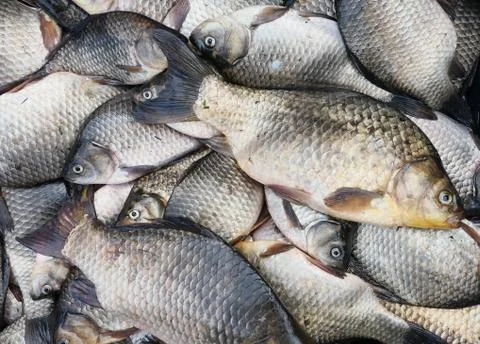 Fresh fish Stock Photos
