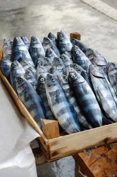 Fresh fish Stock Photos