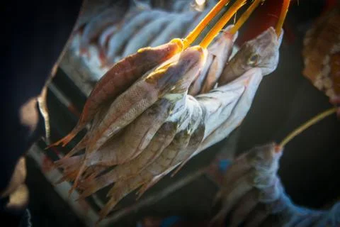 Fresh fish Stock Photos
