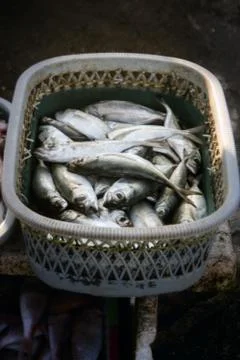 Fresh fish Stock Photos