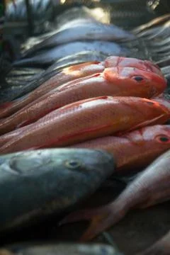 Fresh fish Stock Photos