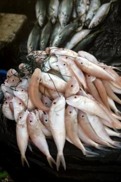 Fresh fish Stock Photos